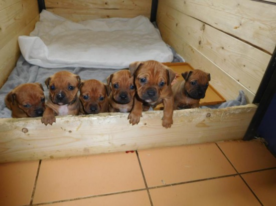 American PitBull Terrier with pedigree